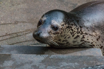 野生动物园海洋生物海豹