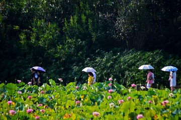 西昌湿地公园情侣打伞