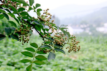 花椒成熟