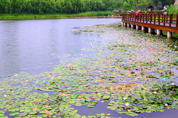 湖边睡莲