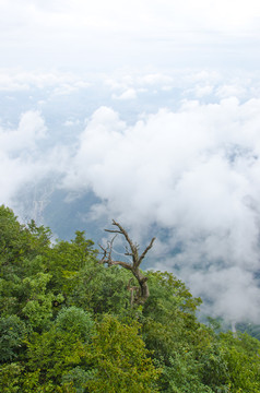 高山云雾