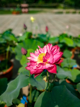 荷花素材