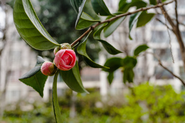 茶花