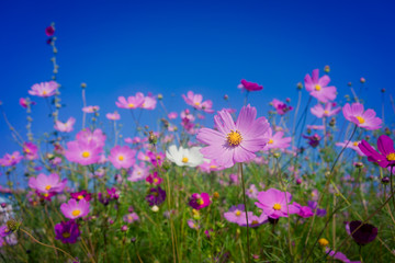 坝上格桑花