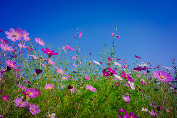 坝上格桑花