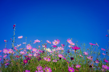 坝上格桑花