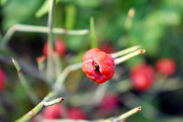 麻黄草素材