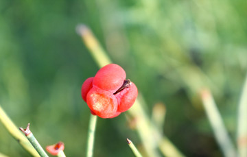 麻黄草果实