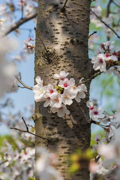 樱花特写