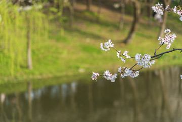 唯美樱花特写高清摄影图片