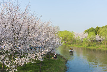 顾村公园樱花节