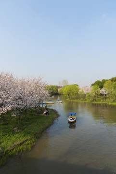 顾村公园樱花节