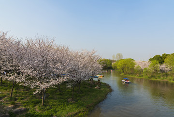 顾村公园樱花节