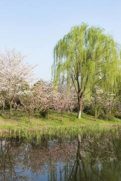 樱花树