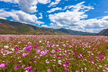 格桑花花海