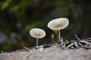 两朵白蘑菇