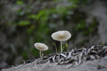 生长的白蘑菇