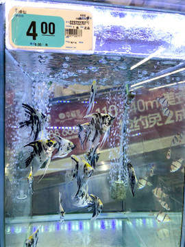 神仙魚