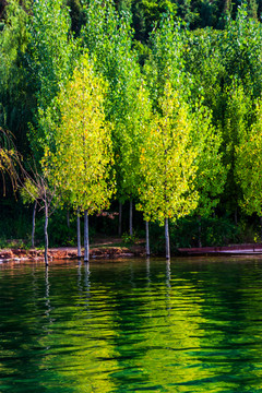 湖边树林