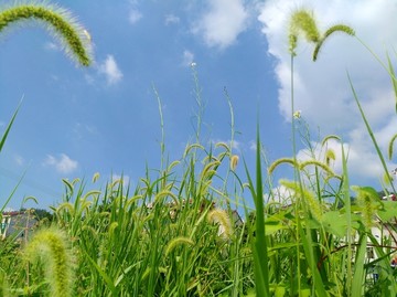 狗尾巴草