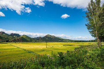 田野