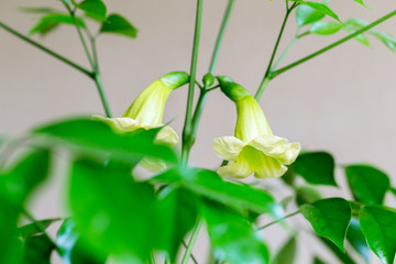 绿宝幸福树浅黄花朵