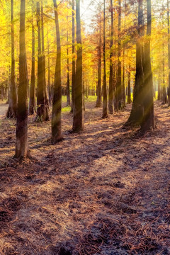 秋天树林光线