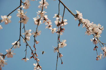 蜜蜂花间舞