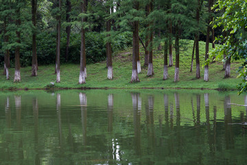 树林湖