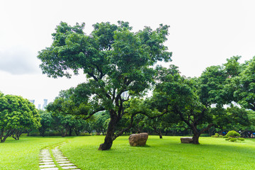 荔枝林