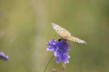 蝶恋花