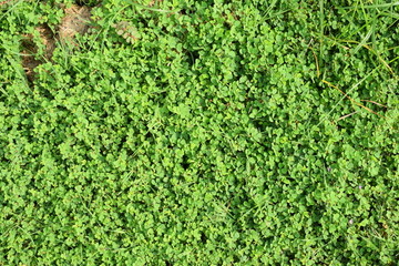 绿色小草植被纹理摄影图片