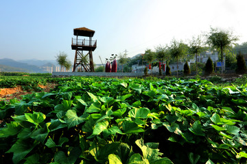 美麗鄉(xiāng)村