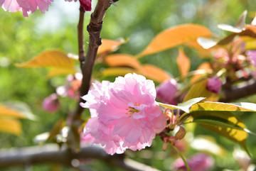 粉色樱花