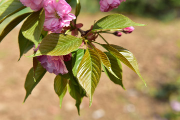 绿叶粉色樱花