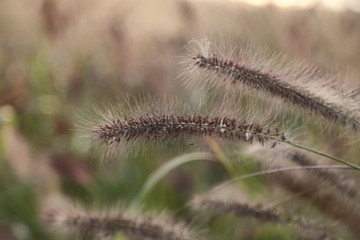 狗尾草