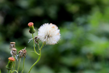 野花