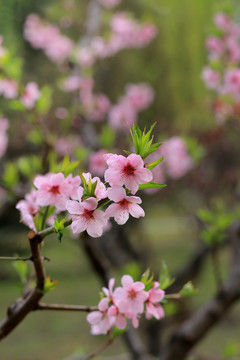 桃花