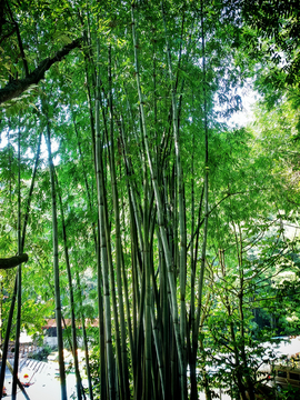 竹 竹子 竹林