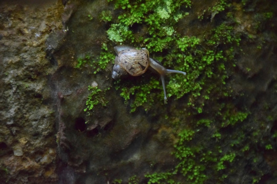 苔藓和蜗牛