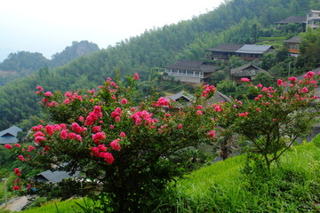 山村鲜花