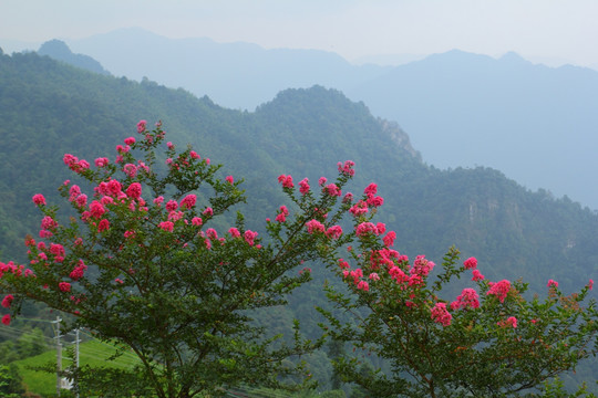 山区鲜花