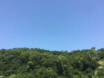 蓝天 树林