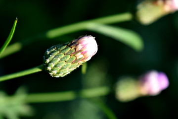 刺儿菜花蕾