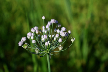 韭菜花设计素材