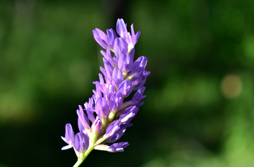 纹茎黄芪特写