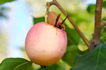 苹果装饰画