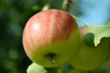 果园苹果图片