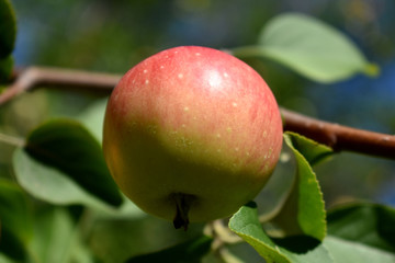 果园苹果素材