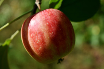 果园苹果壁画